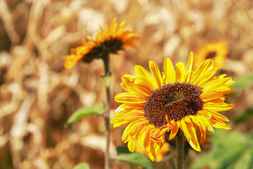 Sunflowers in the countryside.