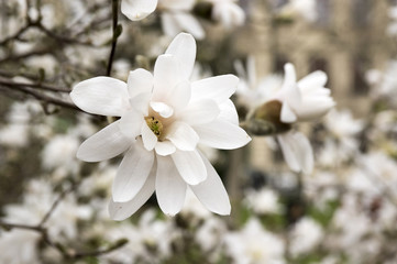 Magnolia stellata shrub, star magnolia in bloom