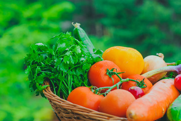 Fresh organic vegetables in the garden