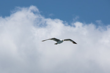 View on seagull