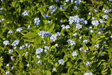 Fototapeta premium Myosotis sylvatica flowers
