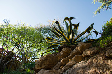 Aloe plant growing in botanical garden Barcelona, Spain