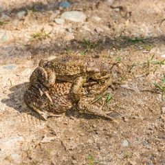 Mating games of frogs on earth.