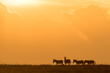 Fototapeta na wymiar Serengeti Sunset Silhouette