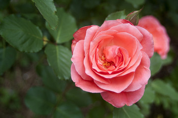 Pink Rose