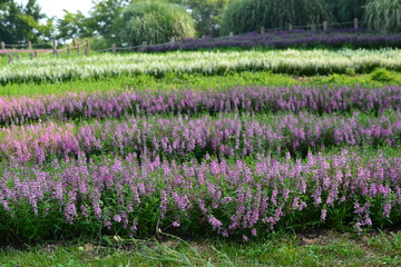 夏に咲くみそはぎ