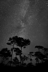 Vertical milky way with tree silhouette in foreground, astronomy photography with galaxy in space, beautiful universe with milky way in the dark night - 150183393