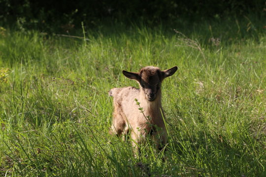 Goatling / Little goat in the grass