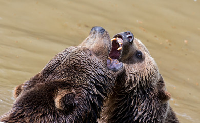 Brown bear couple cuddling in water. Two brown bears play in the water.