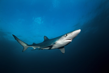 Obraz premium Błękitny rekin, prionace glauca, Ocean Atlantycki