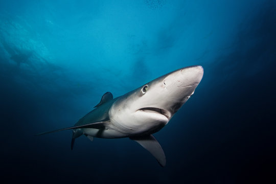 Blue shark, prionace glauca, Atlantic ocean