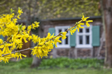 Blooming forsythia in the village
