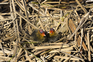 Chicks of Eurasian coot (Fulica atra) in the nest
