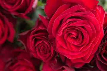 Bunch of red roses