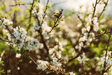 White blossoms on branches - spring and summer