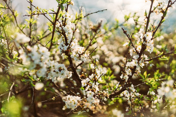 White blossoms on branches - spring and summer