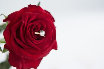 Diamond ring kept in red rose