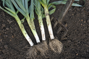 Leeks