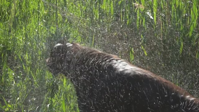 Dog of breed drathaar shaking off water. Slow motion.