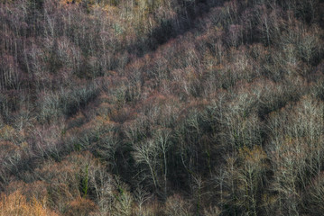 Trees devoid of foliage in the late winter forest