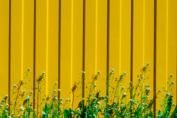  Green and Juicy grass with small white flowers on a yellow fence background. Sunny or spring day