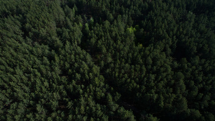 Photo from the quadrocopter of coniferous forest in summer