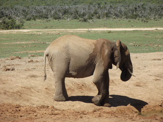 Addo Elephant Park, South Africa. The males are often alone, the females live in groups with young...