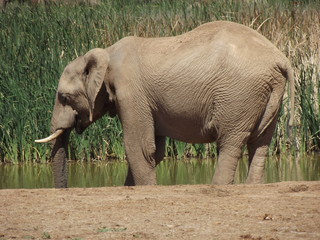 Addo Elephant Park, South Africa. The males are often alone, the females live in groups with young...