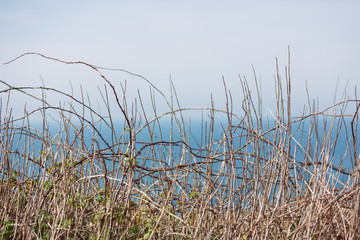 Branches with spines