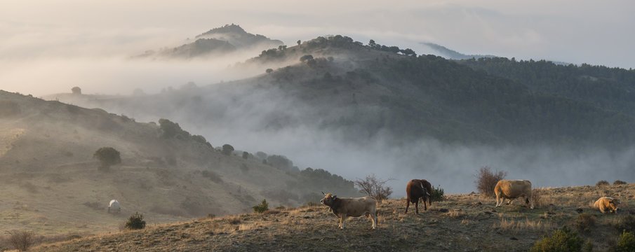 Sunrise landscape at Coll de Serra Seca in the Catalan Pr&eacute;-Pyrenees with cows in the foreground and with hills in a morning fog on the background.