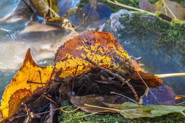 Hojas de otoño