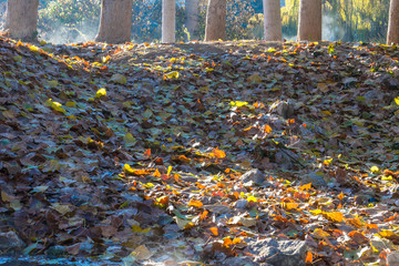 Obraz premium Hojas de otoño