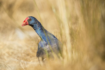 The puple (western) swamphen (Porphyrio porphyrio) is a bird with a remarkable bright blue plumage and red bill.