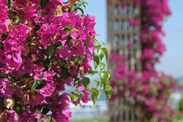Bougainvillea sur un treillage en bois