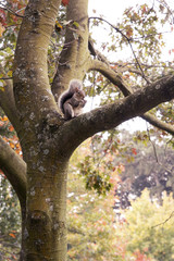 Ardilla en Cardiff