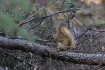 American Red Squirrel