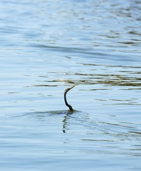 Reflections of the Snake Bird