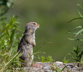 Naklejka na ściany i meble Arctic Ground Squirrel