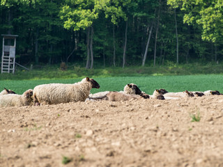 Schafherde auf der Weide