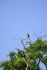 Snake Bird in the trees