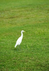 Eastern Great Egret