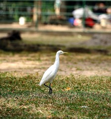 Eastern Great Egret