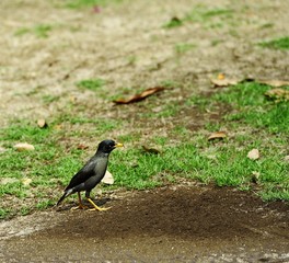 Javan Mynah