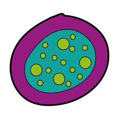 Bacterial cell structure icon vector illustration design