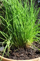 Gesunde Kräuterpower