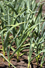 Early garlic in the garden.