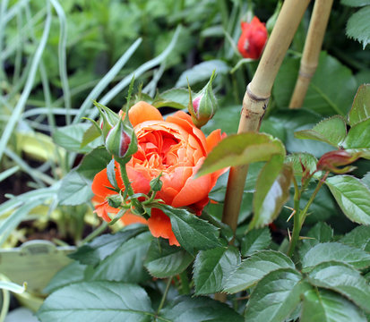 orange Rosenbl&uuml;tte mit Knospen zwischen gr&uuml;nem Laub