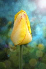 Yellow tulip with raindrops on petals