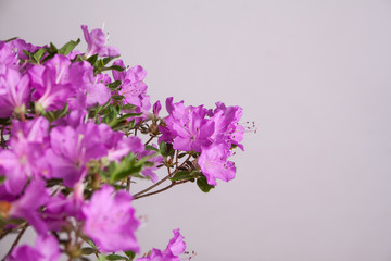 Fototapeta na wymiar Spring flowers of the Japanese azalea bonsai in a bowl