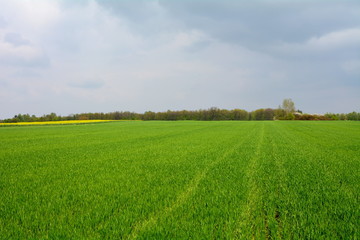 widok na pole © robert6666